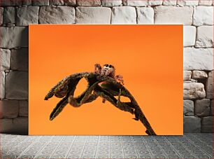 Πίνακας, Spider on Leaf with Orange Background Αράχνη σε φύλλο με πορτοκαλί φόντο
