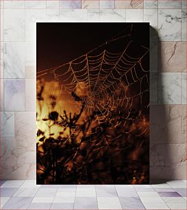 Πίνακας, Spider Web in Evening Light Ιστός αράχνης στο βραδινό φως