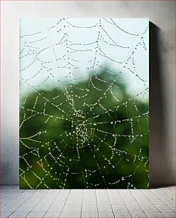 Πίνακας, Spider Web with Dew Drops Ιστός αράχνης με σταγόνες δροσιάς