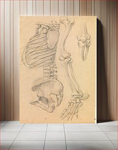 Πίνακας, Spine with thorax and pelvis, profile to left;also bones of a left leg from hip to tip of toe and detail of a knee.(1662?)