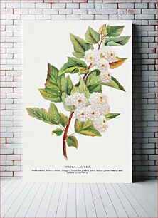 Πίνακας, Spirea Aurea flowers lithograph