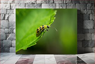 Πίνακας, Spotted Beetle on a Leaf Σκαθάρι σε ένα φύλλο