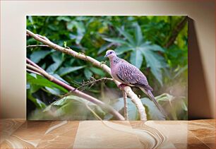 Πίνακας, Spotted Dove in Natural Habitat Στικτό Περιστέρι σε Φυσικό Βιότοπο