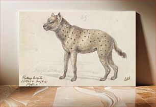 Πίνακας, Spotted Hyena by Charles Hamilton Smith