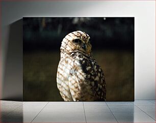 Πίνακας, Spotted Owl in the Shade Κουκουβάγια με στίγματα στη σκιά