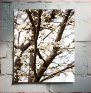 Πίνακας, Spring Blossoms on Tree Ανοιξιάτικα άνθη στο δέντρο