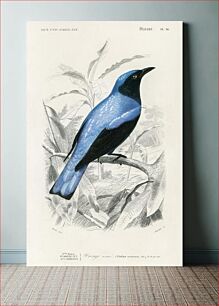 Πίνακας, Square-tailed drongo (Edoius caerulescens) illustrated by Charles Dessalines D' Orbigny (1806-1876)