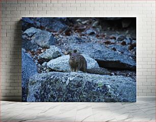Πίνακας, Squirrel Among Rocks Σκίουρος Ανάμεσα σε Βράχους