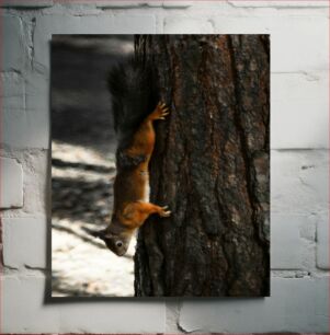 Πίνακας, Squirrel Climbing a Tree Σκίουρος που σκαρφαλώνει σε ένα δέντρο