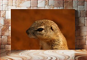 Πίνακας, Squirrel Close-up Σκίουρος Κοντινό πλάνο