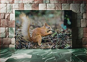 Πίνακας, Squirrel Eating a Nut Σκίουρος που τρώει ένα καρύδι