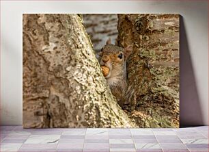 Πίνακας, Squirrel Eating a Nut Σκίουρος που τρώει ένα καρύδι
