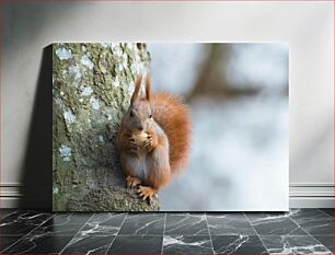 Πίνακας, Squirrel Eating a Nut on a Tree Σκίουρος που τρώει ένα καρύδι σε ένα δέντρο