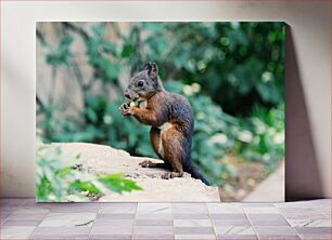 Πίνακας, Squirrel Eating Nut Σκίουρος που τρώει παξιμάδι