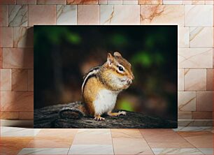 Πίνακας, Squirrel Eating on a Log Σκίουρος που τρώει σε ένα κούτσουρο