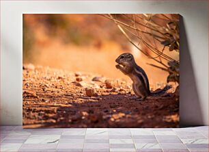 Πίνακας, Squirrel in Desert Σκίουρος στην έρημο