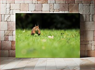 Πίνακας, Squirrel in Grass Σκίουρος στο γρασίδι