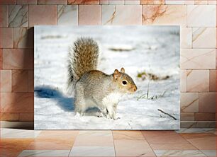 Πίνακας, Squirrel in Snow Σκίουρος στο χιόνι