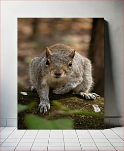 Πίνακας, Squirrel in the Forest Σκίουρος στο Δάσος