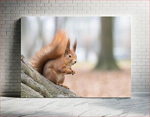 Πίνακας, Squirrel in the Forest Σκίουρος στο Δάσος