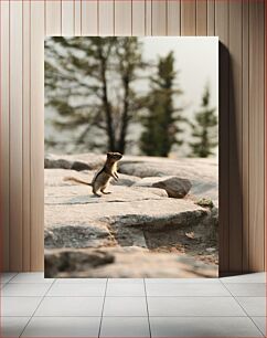 Πίνακας, Squirrel in the Wild Σκίουρος στην άγρια ​​φύση