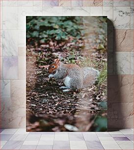 Πίνακας, Squirrel in the Woods Σκίουρος στο δάσος