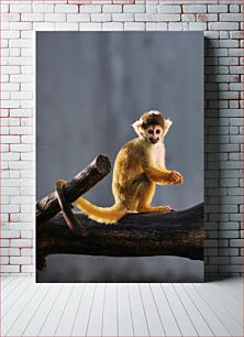 Πίνακας, Squirrel Monkey on a Branch Σκίουρος πίθηκος σε ένα κλαδί