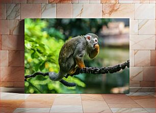 Πίνακας, Squirrel Monkey on Branch Squirrel Monkey on Branch