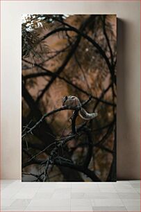 Πίνακας, Squirrel on a Branch Σκίουρος σε ένα κλαδί