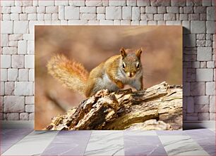 Πίνακας, Squirrel on a Log Σκίουρος σε κούτσουρο