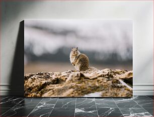 Πίνακας, Squirrel on a Rock Σκίουρος σε βράχο