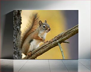 Πίνακας, Squirrel on a Tree Branch Σκίουρος σε κλαδί δέντρου