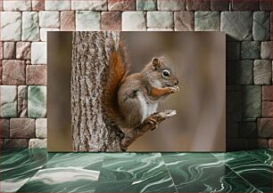 Πίνακας, Squirrel on a Tree Σκίουρος σε ένα δέντρο