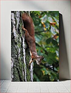 Πίνακας, Squirrel on a Tree Σκίουρος σε ένα δέντρο