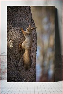 Πίνακας, Squirrel on a Tree Σκίουρος σε ένα δέντρο