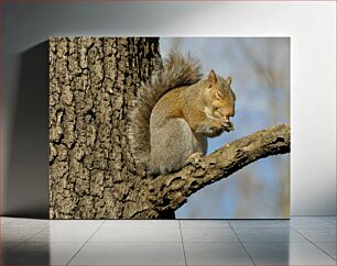 Πίνακας, Squirrel on a Tree Σκίουρος σε ένα δέντρο