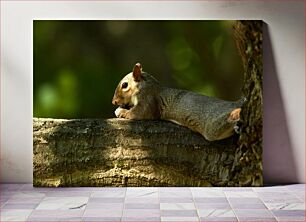 Πίνακας, Squirrel Resting on Tree Branch Σκίουρος που στηρίζεται σε κλαδί δέντρου