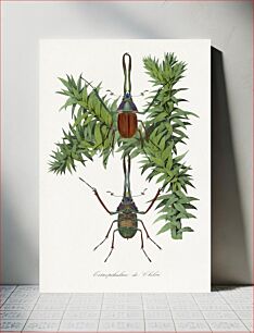 Πίνακας, Stag beetle painting