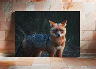 Πίνακας, Standing Fox in the Wild Standing Fox in the Wild