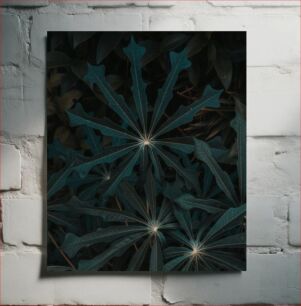 Πίνακας, Star Shaped Leaves in Low Light Φύλλα σε σχήμα αστεριού σε χαμηλό φωτισμό