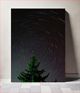 Πίνακας, Star Trails Over Pine Tree Αστέρια μονοπάτια πάνω από το πεύκο