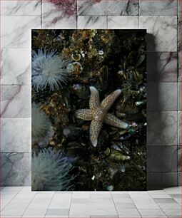 Πίνακας, Starfish and Marine Life Αστερίας και θαλάσσιας ζωής