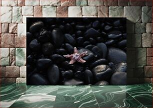 Πίνακας, Starfish on Black Stones Αστερίας σε Μαύρες Πέτρες