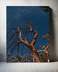 Πίνακας, Starlit Tree Αστρικό δέντρο