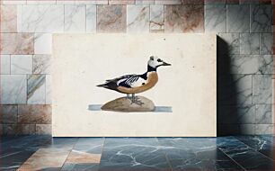 Πίνακας, Steller's eider, 1830 - 1831, by Ferdinand von Wright