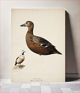 Πίνακας, Steller's eider ; unfinished, 1838, Magnus Von Wright