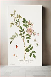 Πίνακας, stem of a rose plant with pink blossoms on R branch; details of blossom parts and petal at R; seed pods in LLC