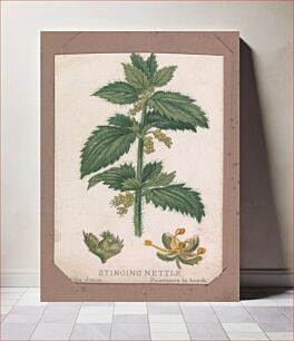 Πίνακας, Stinging Nettle from the Plants series