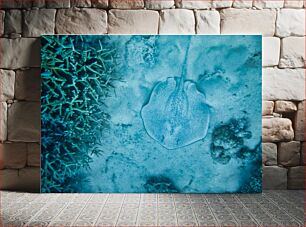Πίνακας, Stingray on the Ocean Floor Stingray στον πυθμένα του ωκεανού