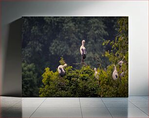 Πίνακας, Storks in a Forest Πελαργοί σε ένα δάσος